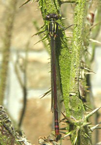 petite nymphe au coprs de feu, le 29 mars 2012