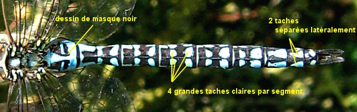 aeschne affine mle: abdomen