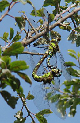 aeschne bleue: accouplement