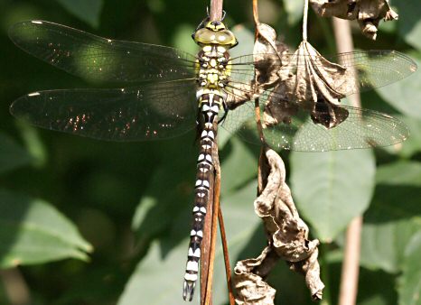 aeschne bleue mle immature