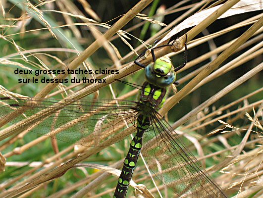 aeschne bleue : taches claires sur dessus thorax