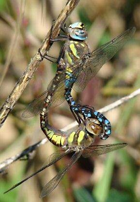 aeschne mixte accouplement