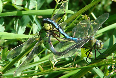 anax empereur: accouplement