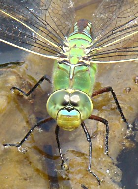 anax empereur femelle