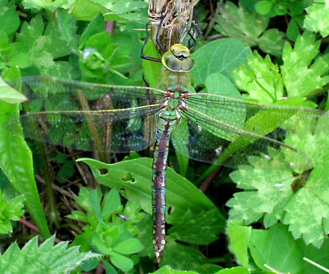 anax empereur femelle