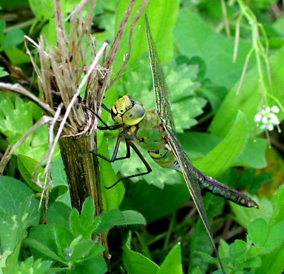 anax empereur femelle