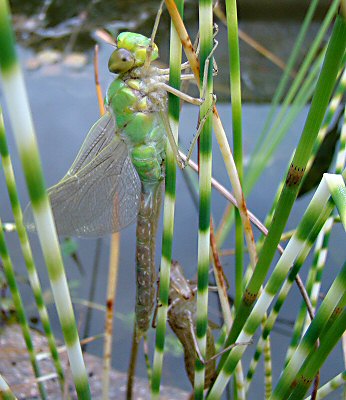 anax empereur mle: fin de l'mergence au petit matin