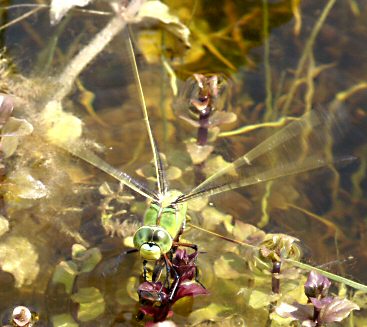 anax empereur ponte