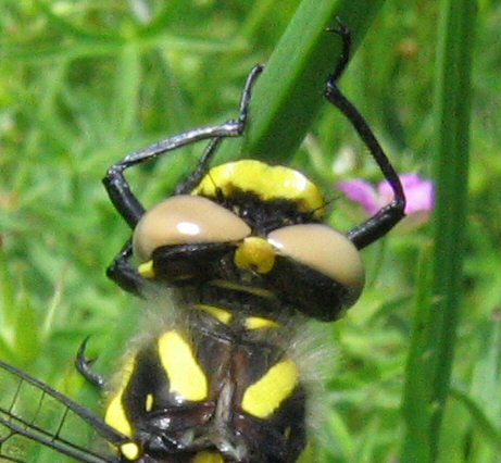 Cordulegastridae: yeux se touchant par un point ou presque(ici cordulegastre annel immature)