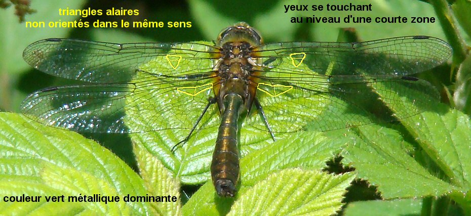 cordulie bronzée mâle cordulie bronzée mâle