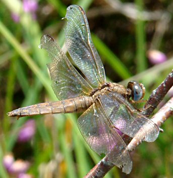 crocothemis carlate femelle