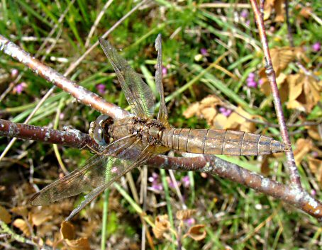 crocothmis carlate femelle