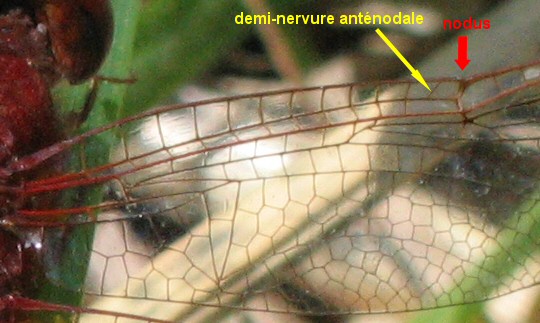 crocothémis mâle détail aile antérieure