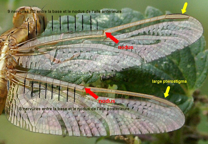 ailes d'un crocothémis femelle