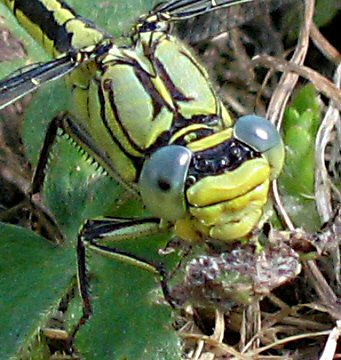 Gomphidae: yeux nettement spars (ici gomphe joli)