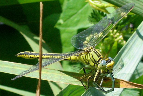 goinfre joli femelle et agrion  larges pattes