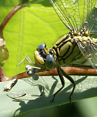 goinfre joli femelle et agrion  larges pattes