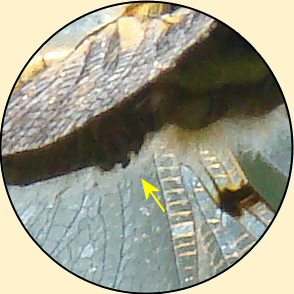 libellule à quatre taches mâle: pièces copulatrices