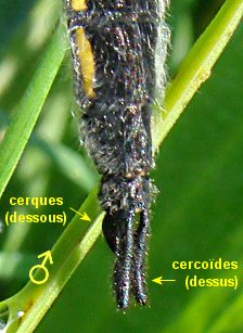 libellule  quatre taches mle: extrmit abdominale