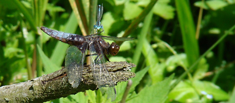 libellule déprimée femelle âgée surmontée d'un agrion à larges pattes mâle