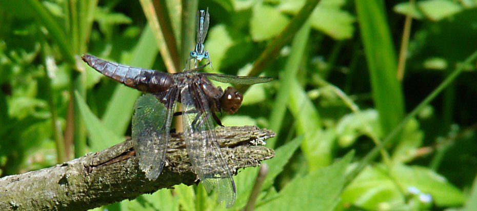 libellule dprime femelle ge surmonte d'un agrion  larges pattes mle