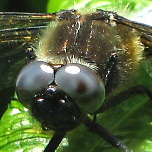 Libellulidae: zone de contact des yeux peu tendue (ici libellule fauve)