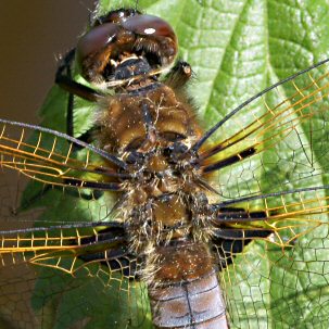 libellule fauve mle immature