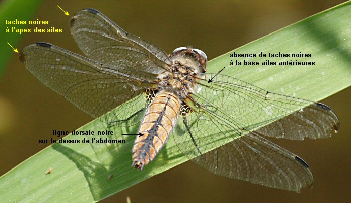 libellule fauve femelle libellule fauve femelle