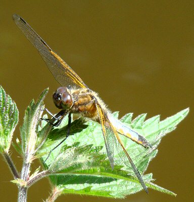 libellule fauve mle immature