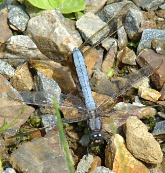 orthtrum bleuissant accouplement