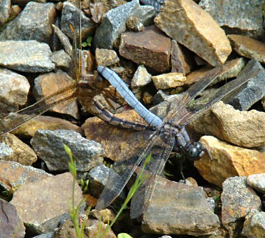 orthtrum bleuissant accouplement