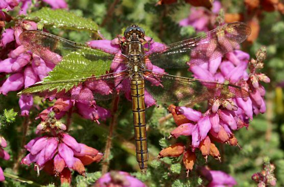 orthtrum bleuissant femelle