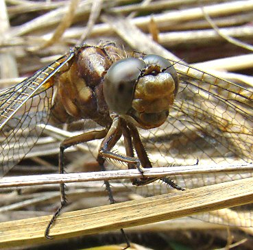 orthtrum bleuissant femelle