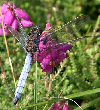 orthtrum bleuissant mle