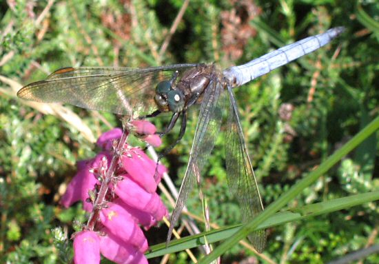 orthtrum bleuissant mle