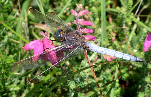 orthtrum bleuissant mle