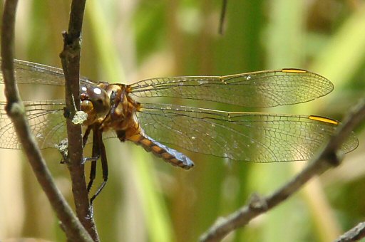 orthtrum bleuissant mle immature