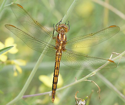 orthtrum bleuissant mle immature