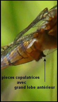 orthtrum bleuissant mle: pieces copulatrices