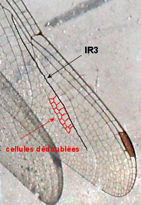 orthtrum brun: nervation aile antrieure droite