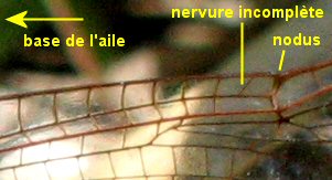 crocothémis écarlate mâle: aile antérieure détail