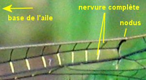 orthétrum réticulé femelle: aile antérieure détail