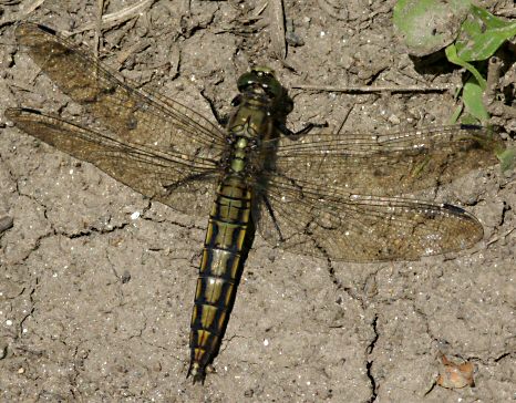 orthtrum rticul femelle