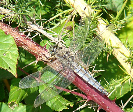 orthtrum rticul femelle age