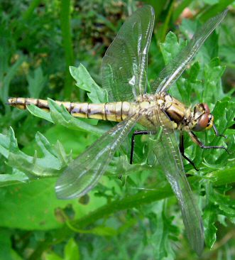 orthtrum rticul femelle juste aprs mergence