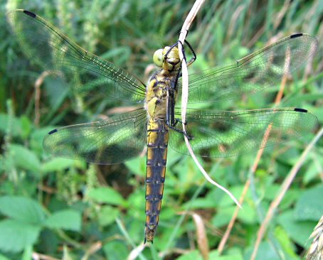 orthtrum rticul femelle