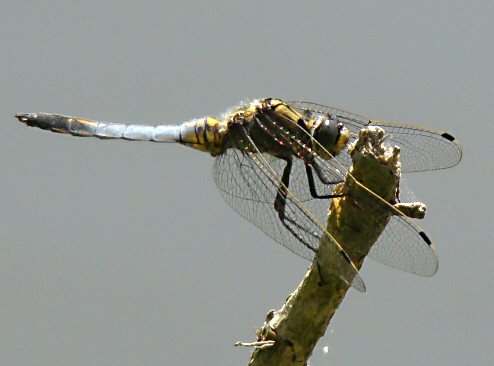 orthtrum rticul mle immature