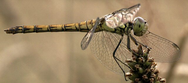 symptrum fasci femelle immature