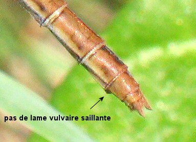 symptrum mridional femelle: extrmit abdominale