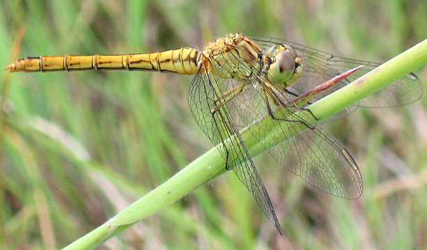 symptrum mridional femelle immature